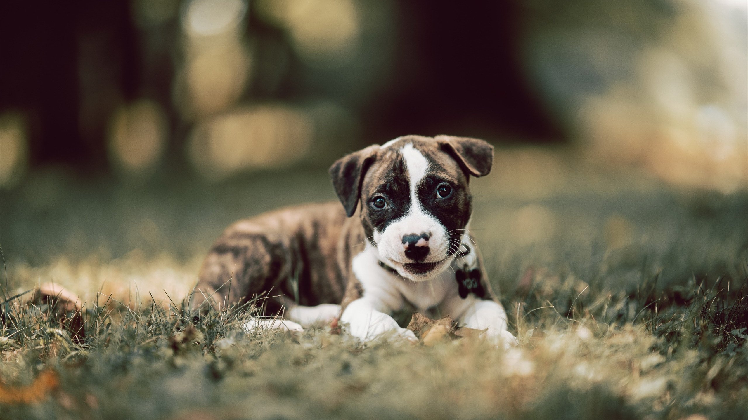 冬季飘雪徒步穿越,体验雪原的纯净与静谧,雪乡徒步穿越
