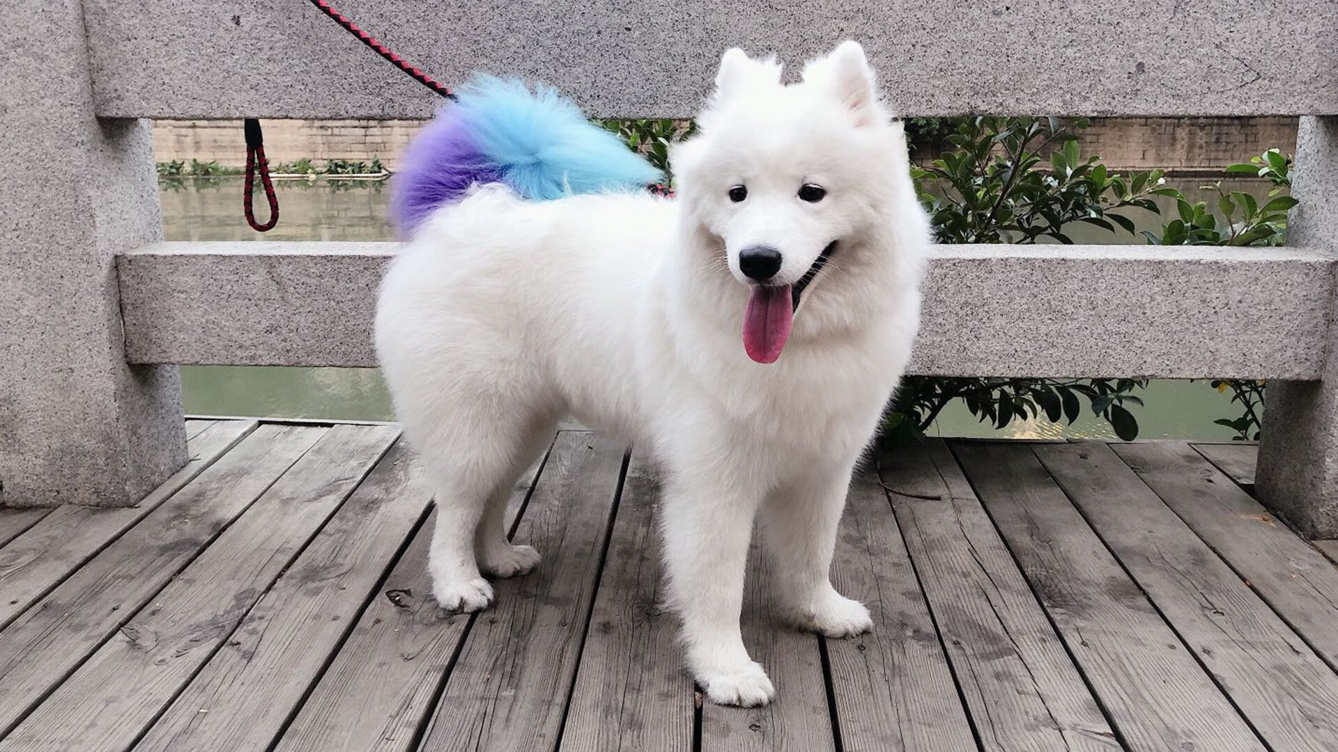 切尔西女足参加国际友谊赛,切尔西女足参加国际友谊赛了吗