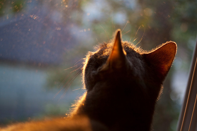 kaiyun体育app-历史性羽毛球兄妹组合夺冠，羽毛球一哥一姐