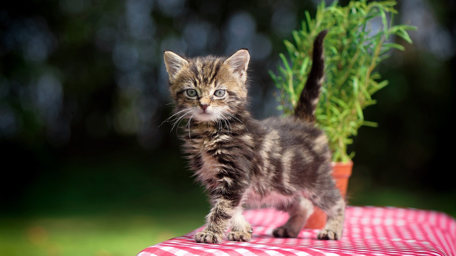 哈萨克斯坦女足队发挥实力,轻松获胜,哈萨克斯坦国家足球队