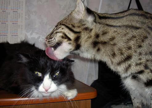 威斯布朗与桑德兰力争胜利,战术对决,维斯·布朗