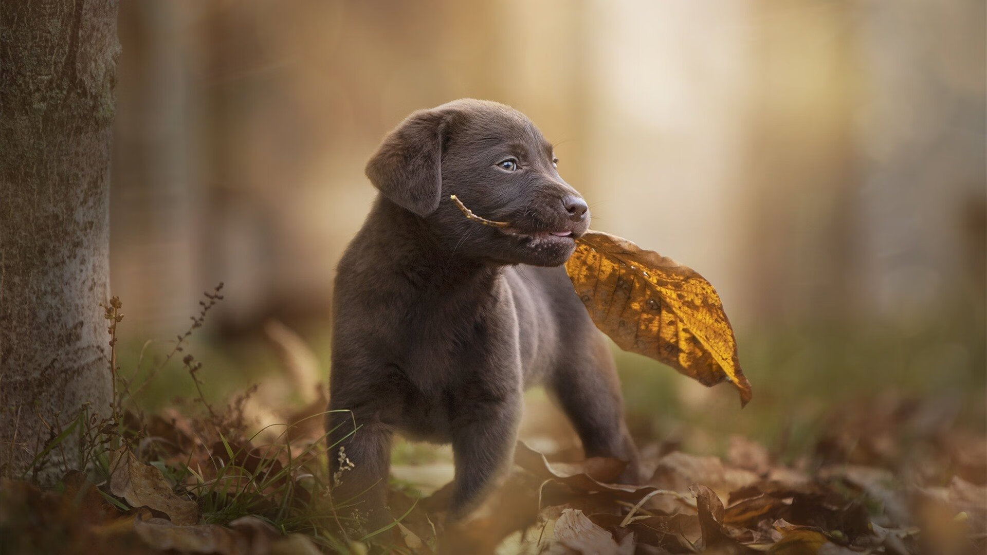 kaiyun体育app-德赫亚回归马德里竞技，德赫亚球队