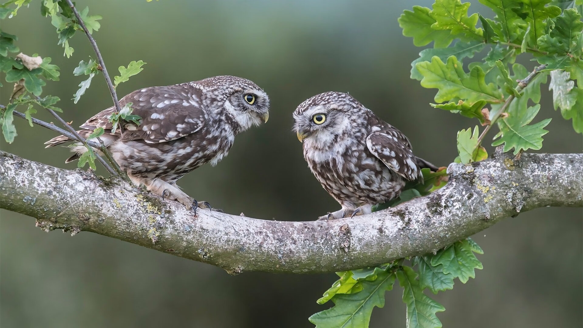 掘金翻盘步行者,季后赛首轮中约基奇完成三双,掘金官推晒约基奇训练照_控球中锋