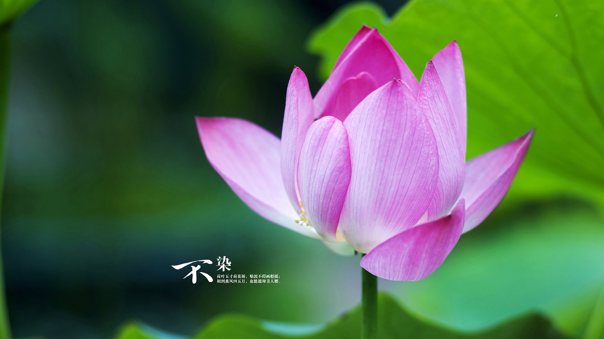 Kaiyun(中国)开云-日本篮球赛事开幕，吸引众多球迷关注，日本篮球队最近比赛视频