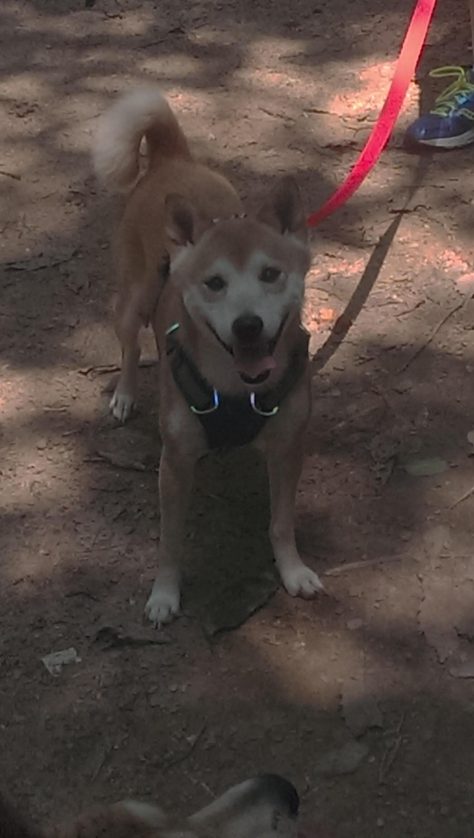 Kaiyun(中国)开云-沈阳明日星队员气势如虹，备战积极，沈阳明日影讯查询