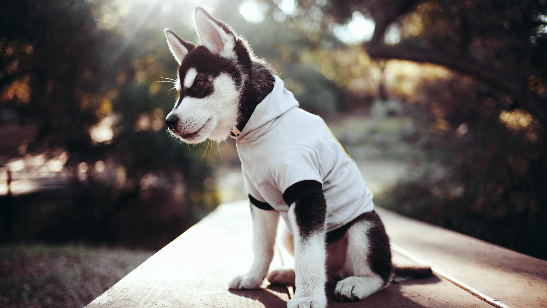 波兰小胜瑞士,晋级欧锦赛强决赛圈,波兰欧冠