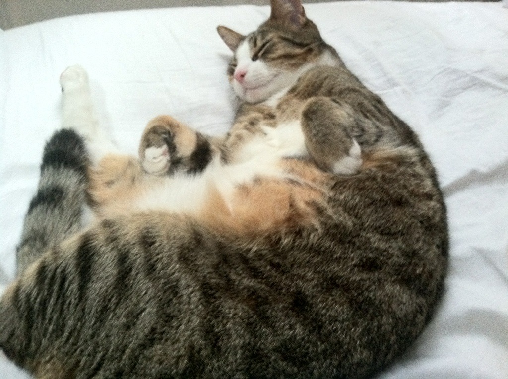 开云官方网页登录-独行侠客场力克尼克斯，重回胜利轨道，独行侠小强解说列克星敦