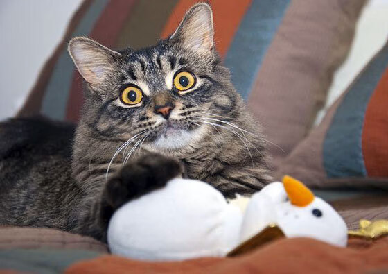 KAIYUNAPP-瓦伦西亚客场击败巴塞罗那，豪取胜利，瓦伦西亚vs巴塞罗那直播