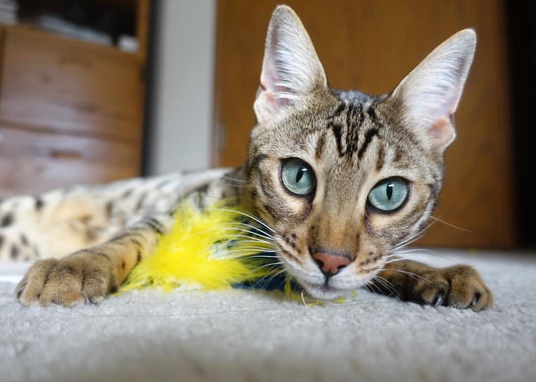 开云中国大陆-西雅图海湾人主场迎战洛杉矶FC，备受关注，西雅图海湾人vs洛杉矶