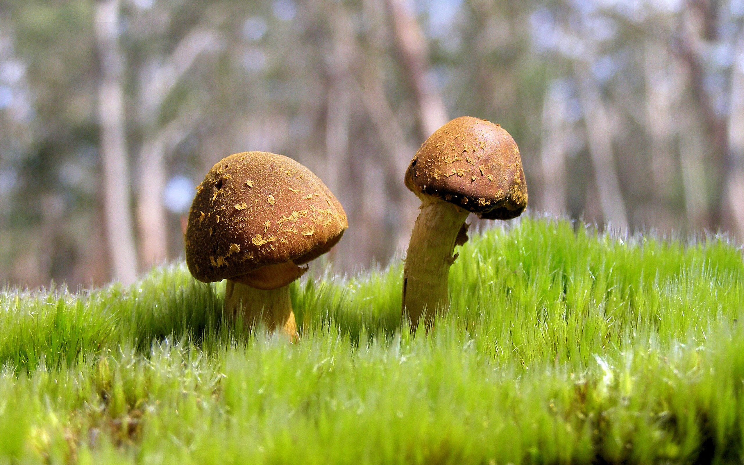 那不勒斯队长续约成功,那不勒斯队员主力