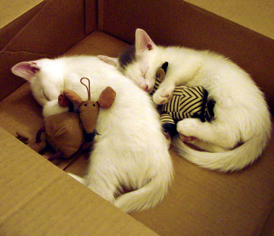 NBA全明星赛阵容预测,nba全明星赛成员