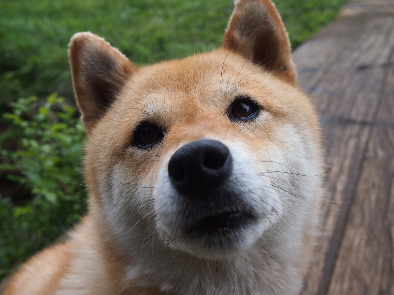 世界残疾人羽毛球赛中国队再摘三金,中国残疾人羽毛球队官网