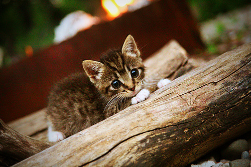 开云·体育官网-校园体育赛事数字档案管理系统建设方案，学校体育赛事体系