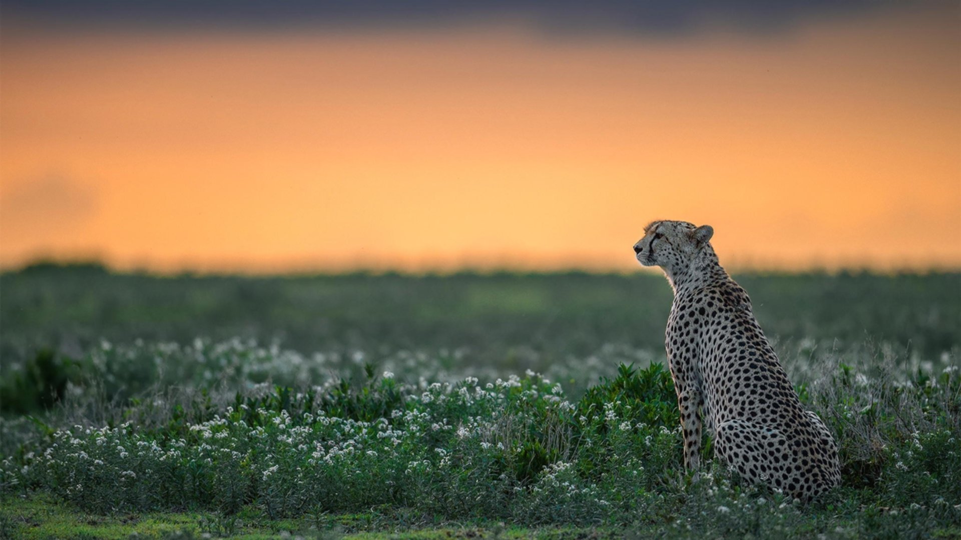 校园体育文化活动社会影响及评估研究,校园体育文化对大学生的影响是什么