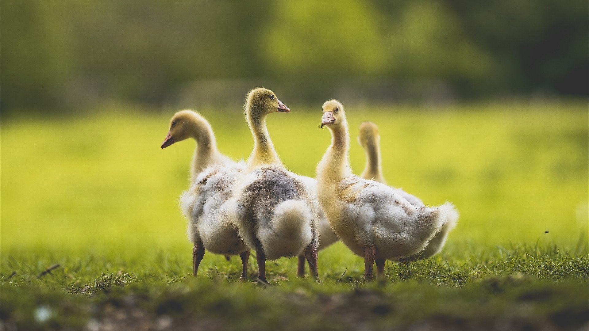 Kaiyun官方登录入口-那不勒斯锋线支点吸引防守重心，那不勒斯中锋