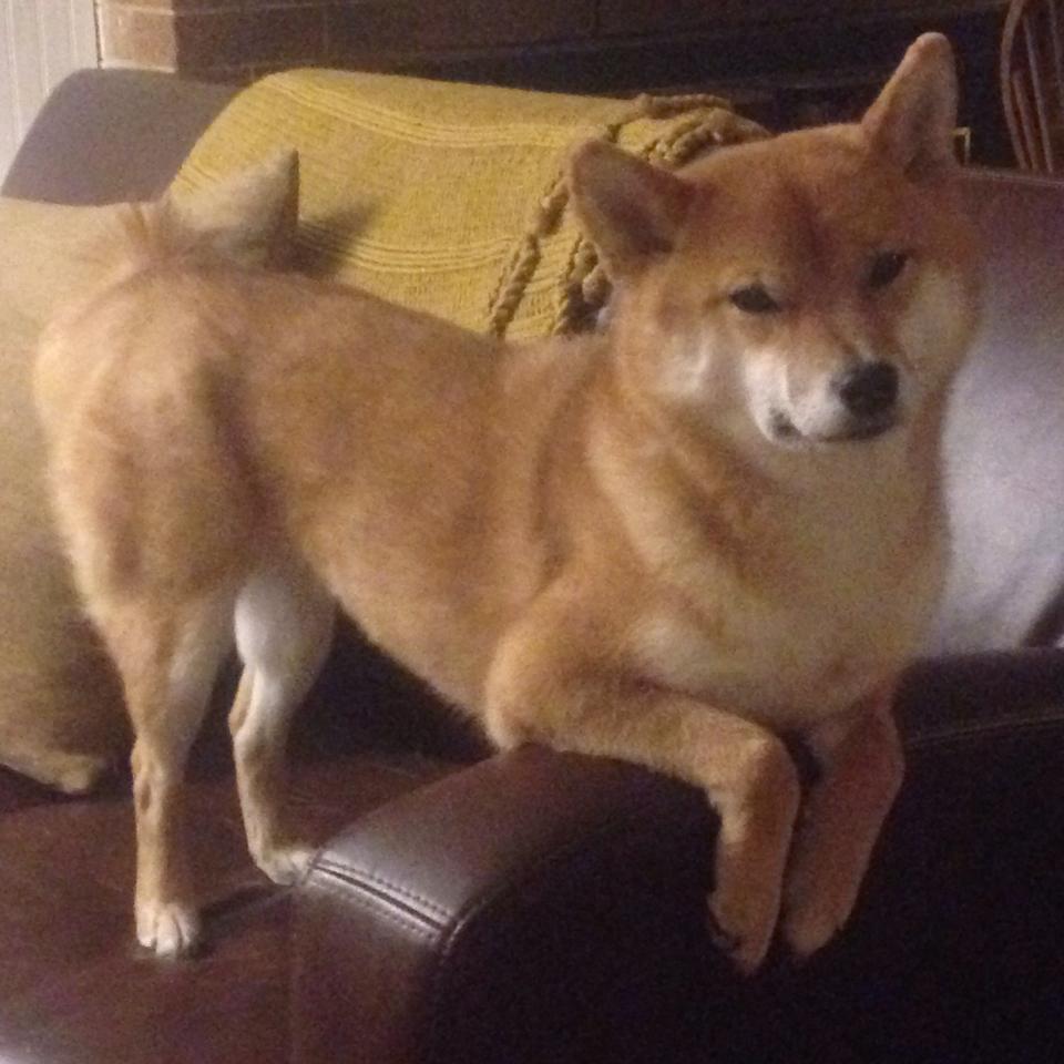 那不勒斯锋线支点吸引防守重心,那不勒斯中锋