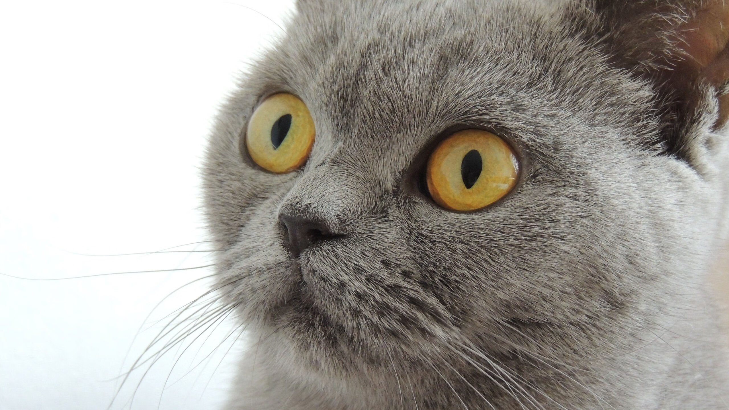 CBA新增官方数据合作伙伴加强联赛数据挖掘,cba数据网