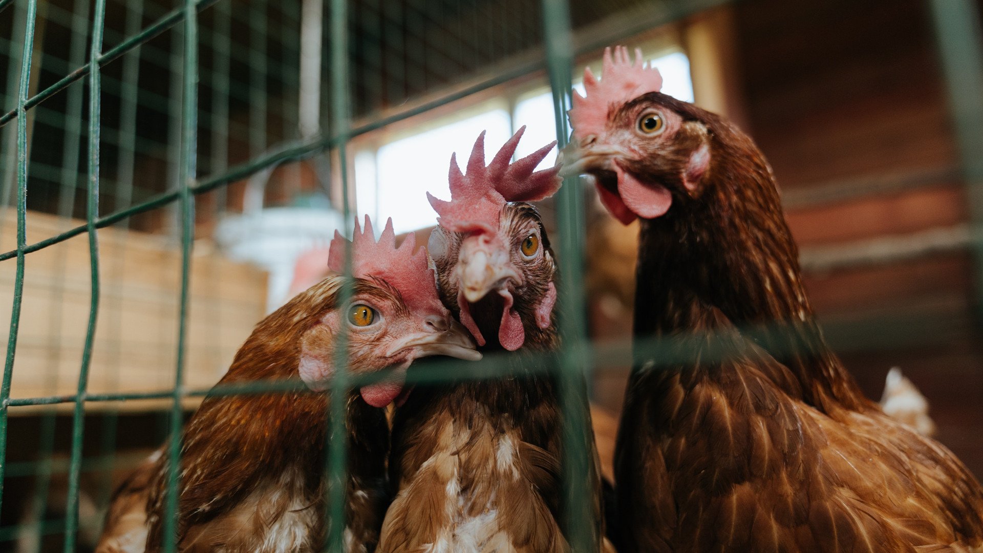 开云平台-2026世界杯倒计时：全球多地举行盛大庆典活动配合宣传，2026世界杯举办地宣布