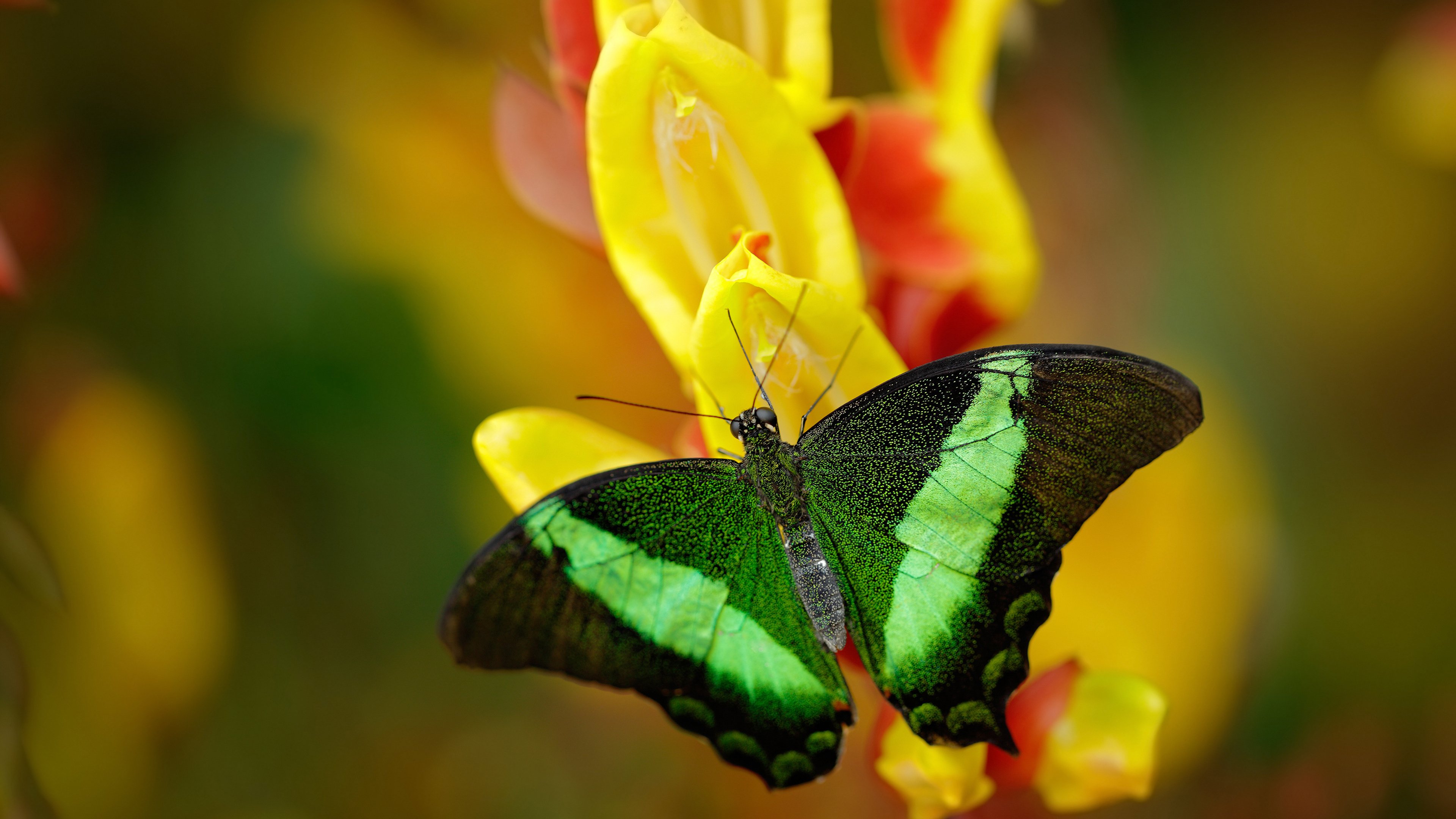 尤文图斯引进中场大将,意甲冠军更进一步