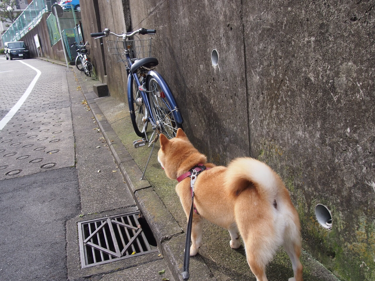 开云网页版-法甲外援适应问题深度报道，法甲推荐