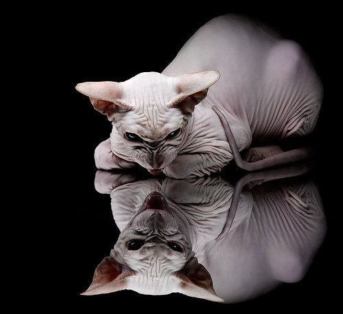 kaiyun.com-法甲球员的国际比赛经验积累，法甲队员