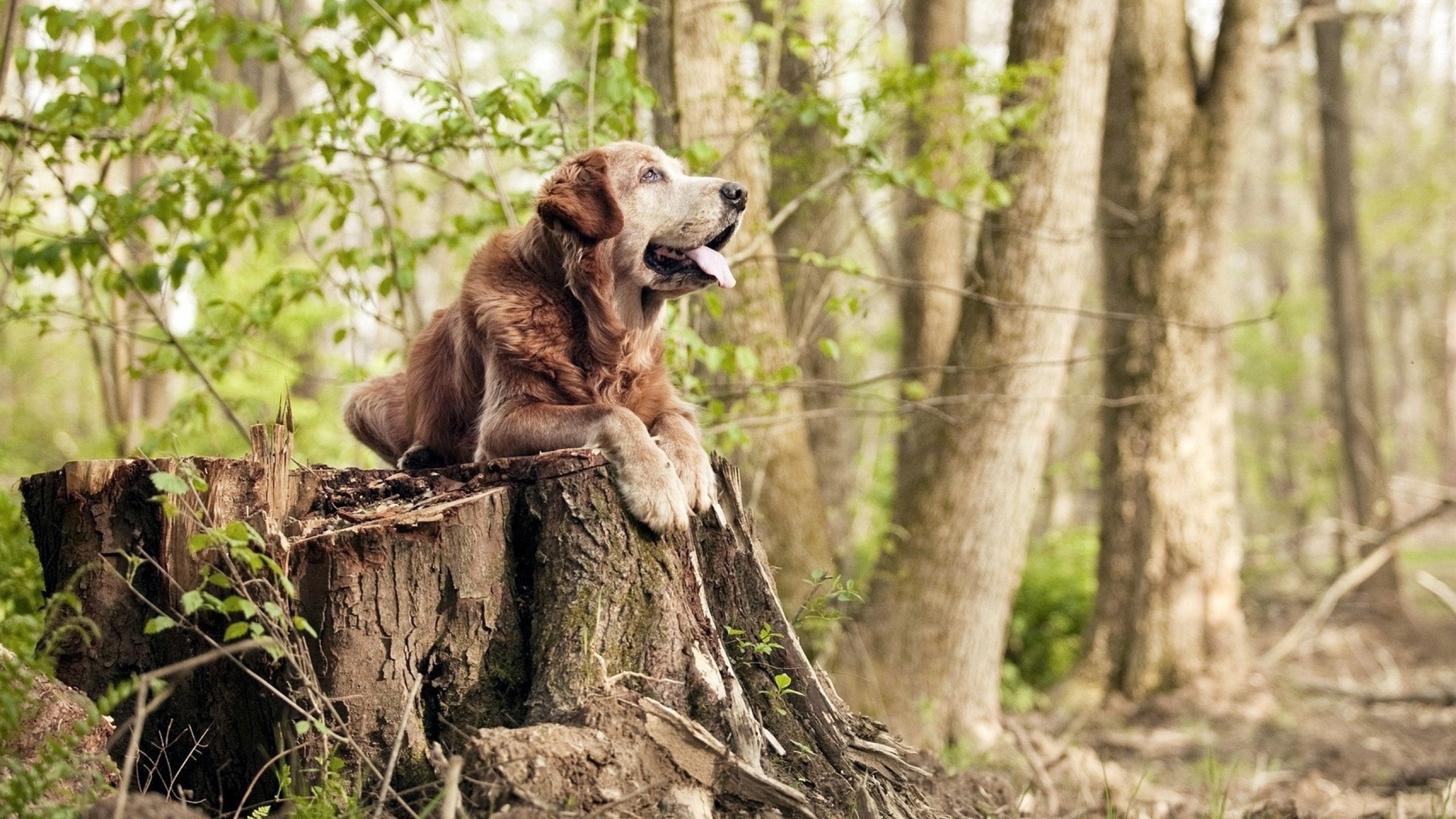 开云·Kaiyun网页版-隆戈：全黑队进攻的超能力，突破防线无人可挡，隆戈斯干红葡萄酒价格